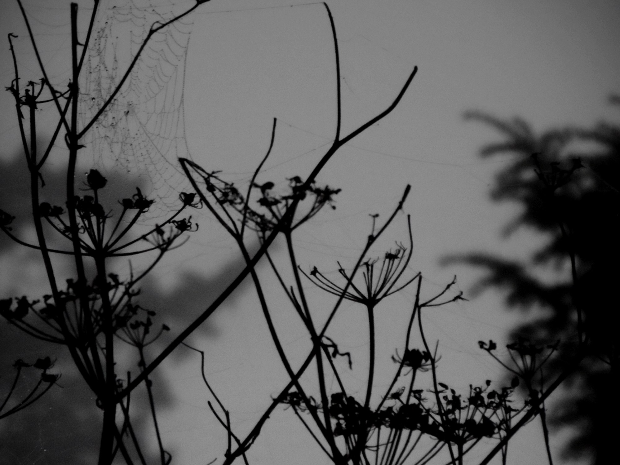 Web