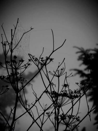 Web