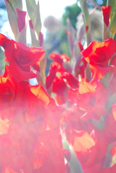 Gladioli