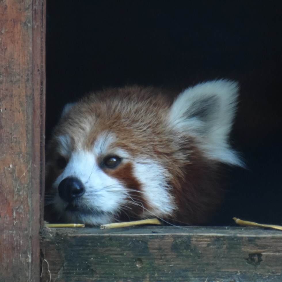 Red Panda