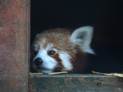 Red Panda