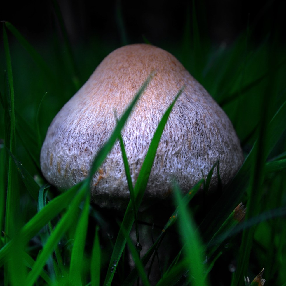 Fruits of the Forest