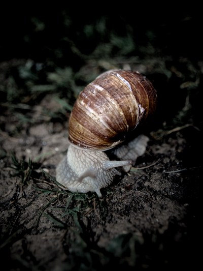 Snail