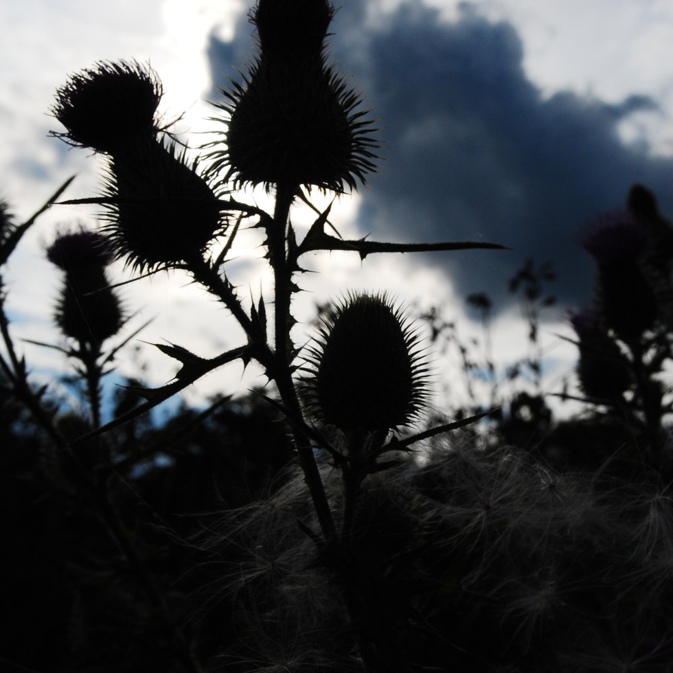 Thistle