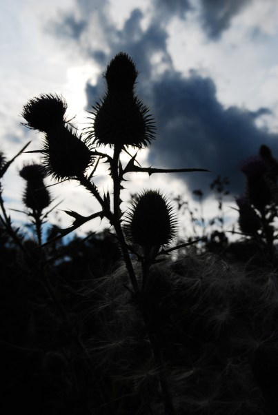 Thistle