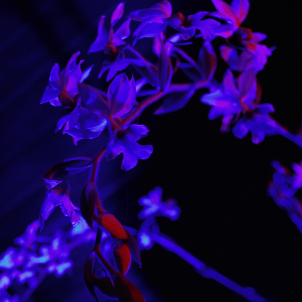 Strange Light Orchid