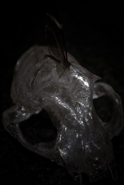 Glasswing on a Glass Skull