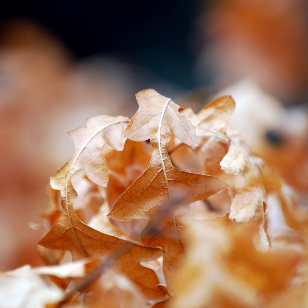 The Vanishing Winter