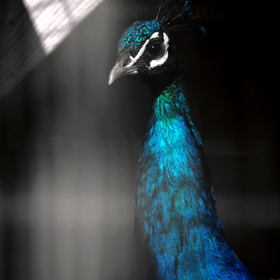 The Nature of Darkness