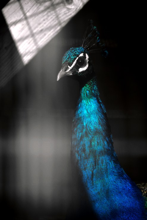 The Nature of Darkness