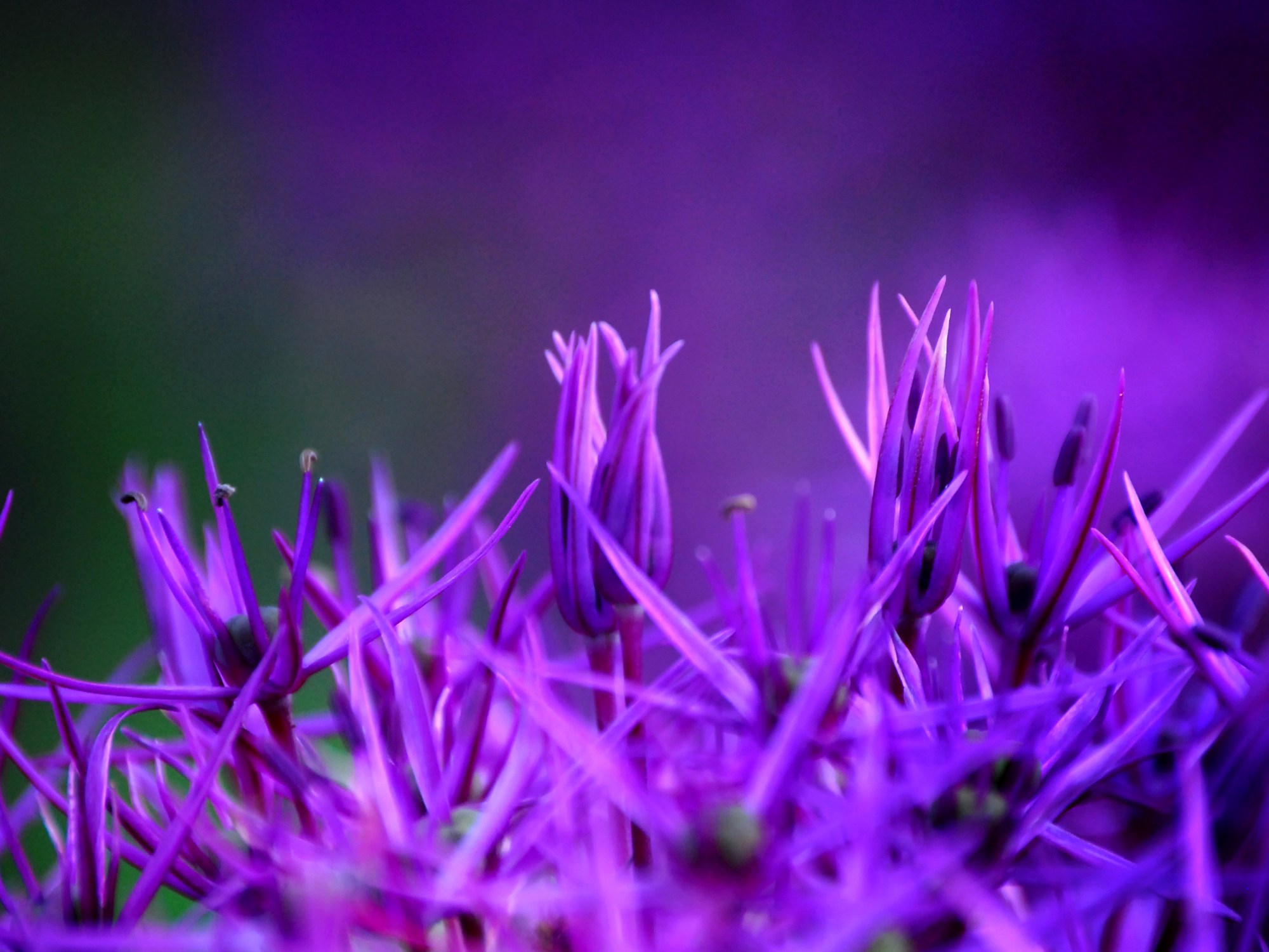 A Strangerer Perfume