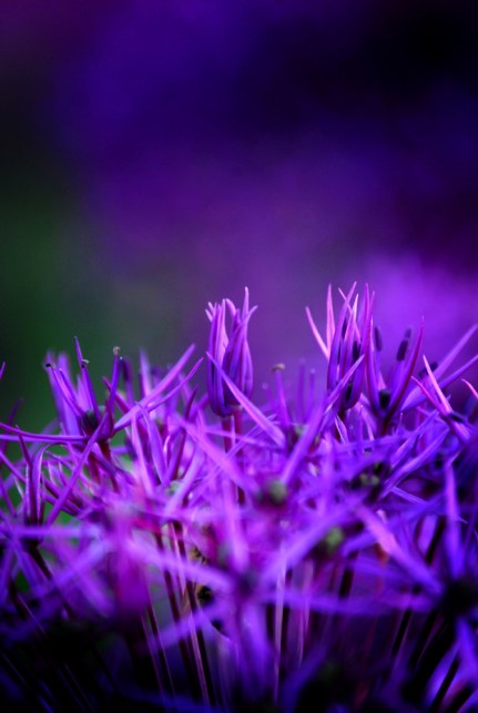 A Strangerer PerfumeS