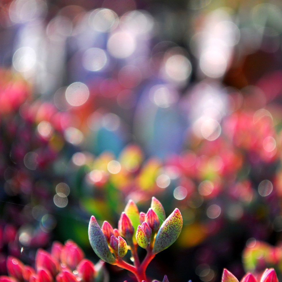 The Edge of Paradise