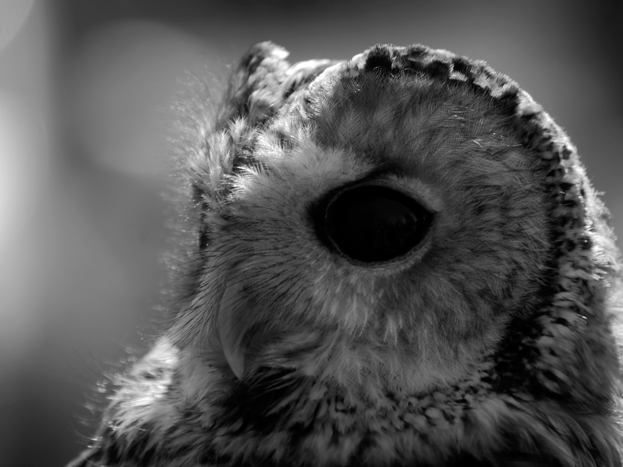 The Glowering Intuition