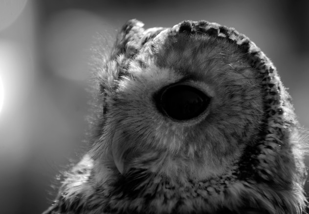 The Glowering Intuition